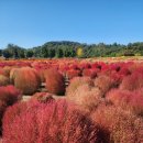 삼곶리 주민쉼터 | 연천 임진강 댑싸리공원. 가을 여행하기 좋은 곳 개화 상황 주차