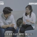 닥터캣 고양이병원 이미지