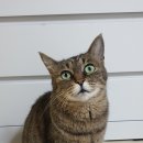 고양이 별 이미지