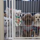 바우애견 이미지