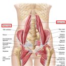 서울척척마취통증의학과 | 허리통증 원인, 장요근이었어요 (2년 병원 순례 끝에 알게 된 것)