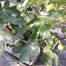 손해평가사 1차 - 재배학 및 원예작물학 이미지