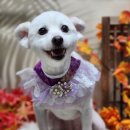 밀크 카카오 검색결과