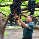 포도나무 이미지