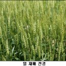 밀 이미지