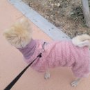 댕이 데이 이미지