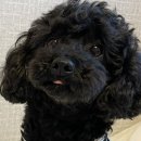 오남매 떡볶이 네이버블로그