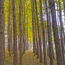 계림목장 | 경주 가을에 가볼 만한 곳 베스트 10(+ 경주 APEC)