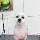 하루가다르개 이미지