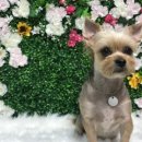 다올 그루밍 이미지