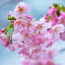 일본 신주꾸 어원공원 벚꽃 - 청솔 이미지