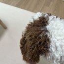밝은영양제