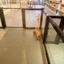 더예쁘개 이미지