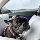 썸바디독스 파주분점 이미지