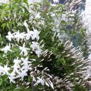 쟈스민2 이미지