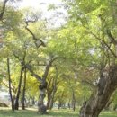 [길따라 숲찾아] 영천 오리장림 이미지