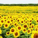 황금물결 농장 이미지