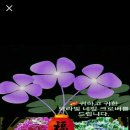 행복꽃 이미지