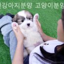 인천 강아지분양 고양이분양 미유펫 이미지