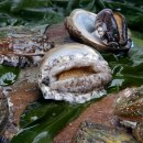 완도전복 이미지