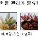 초연다육