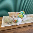 미냥이 네이버블로그