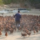 하림닭고기판매장 이미지