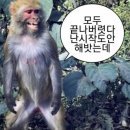 원시다자숯불양다리구이 이미지