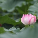 피기피기 이미지