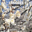 원동교통(주) | 양산 원동 매화축제 위치 가는법 주차장 순매원 기차 포토존 정리