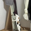 미모고양이 이미지