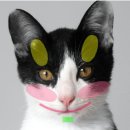 더원동물메디컬센터 이미지