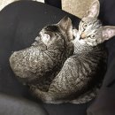 슬기로운 집사생활 이미지