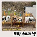 해리애견 | 강아지와 포항여행 구룡포 바다 애견카페 해리샵