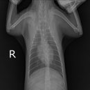 얼바인동물병원 이미지