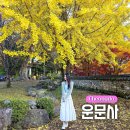 은행자동차(주) | 청도 단풍 구경 가볼만한곳 운문사 황금빛 은행나무 명소