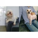 정말귀엽개 이미지