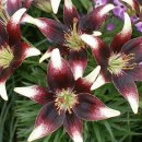 네티스(NETTY´S) 이미지