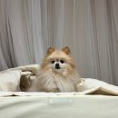 애멍 | 2월 일상 / 영화 <월레스와 그로밋>, ~홍대나들이~민트초코월드, 영화 <파묘>