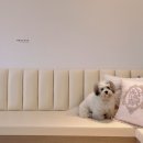 트리밍스튜디오제제 이미지