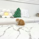 백돈양천구