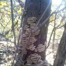 자연산느타리버섯 이미지