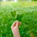 네잎클로버 이미지