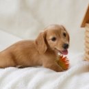 강아지집 이미지