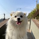 (실종) 강아지를 찾습니다! 전북 완주군 삼봉에너지 주유소에서 삼봉장례식장 가는 부근입니다. 이미지
