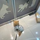 레츠개릿 이미지