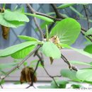 한양아파트 화단앞 이미지