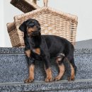 버디독 강아지분양 안심분양센터 서울 영등포점 이미지