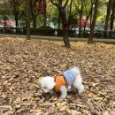 멍찌애견유치원 이미지