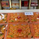 평안농장 | 제주도 귤따기체험 평안농원 선물용 레드향 구입후기 : 내돈내산 / 제주 서귀포 감귤체험